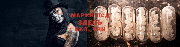прущие грибы Лабытнанги